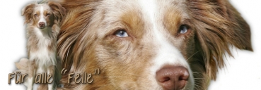 Spardose Miniature Australian Shepherd #1